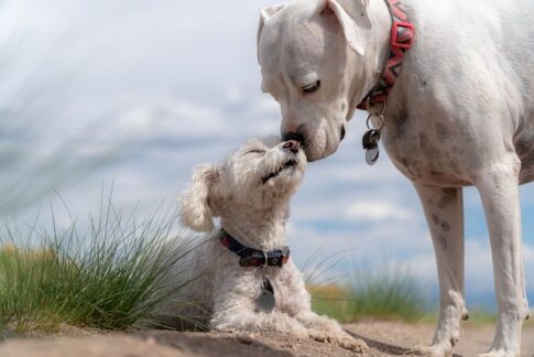 今日のマヤ暦kin10｜白い犬 赤い龍 音10｜人との信頼関係を築きながら家族愛を広げてみる日