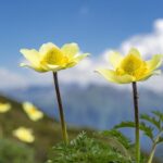 kin84 黄色い種 青い嵐 音6｜何かにのめり込んでみる時間を確保する日