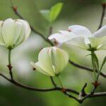 kin118 白い鏡 白い鏡 音1｜限界突破！覚悟を決めることでシンクロが起こる日