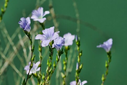 kin147 青い手 黄色い種 音4｜置かれた自分の立場でできることを精一杯やる日