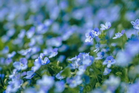 kin155 青い鷲 黄色い種 音12｜心の状態をチェックしながら納得できることをやる日
