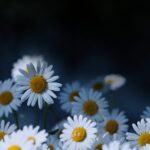 kin178 白い鏡 白い犬 音9｜小さな幸福のかけらをたくさん見つけてみる日