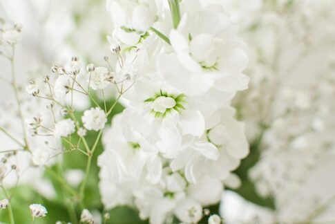 kin182 白い風 白い犬 音13｜深呼吸しながら自分の感覚や直感を信じて進む日