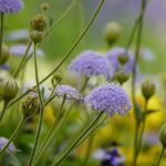 kin219 青い嵐 赤い月 音11|思いっきりエネルギーを放出することで浄化される日