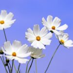 kin242 白い風 青い鷲 音8｜難問に取り組むとインスピレーションが降りてくる日