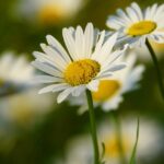 kin246 白い世界の橋渡し 青い鷲 音12|聞く姿勢を持ちながら自分の身体の声にも耳を傾ける日