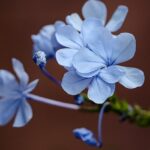 kin247 青い手 青い鷲 音13｜考えるよりも感じて味わうことでギフトに気がつく日