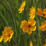 kin248 黄色い星 黄色い星 音1｜ゆとりを持ってツォルキンの仕上げに入る日