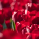 kin225 赤い蛇 白い風 音4|自己の内面の建て直しをはかってみる日