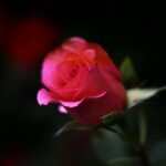 kin241 赤い龍 青い鷲 音7|自分の五感を信じて進むと全てが準備されている日