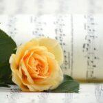 kin240 黄色い太陽 青い鷲 音6｜自分のテーマを決めて自分のペースで飛んでみる日