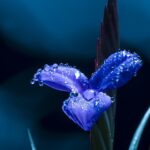 kin3 青い夜 赤い龍 音3｜夢を自由に膨らませてダイアリーに書き出してみる日