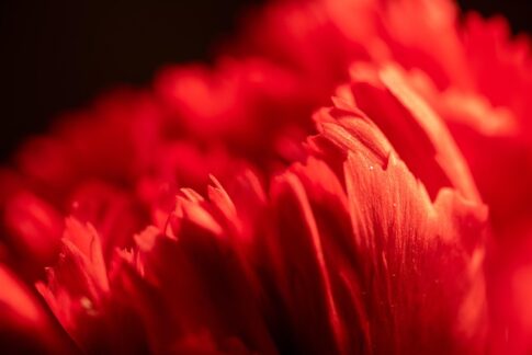 kin25 赤い蛇 白い魔法使い 音12｜納得したことに正直にありのままに生きてみる日