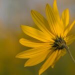 kin260 黄色い太陽 黄色い星 音13|感謝の念は全てを癒すということを知る日