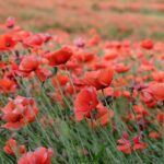 kin5 黄色い種 赤い龍 音5|今日直感で感じ、書いて決めたことは叶いやすい日