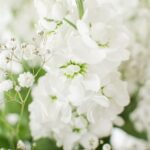 kin14 白い魔法使い 白い魔法使い 音1|思ったことが叶いやすい日、麗しい罪の赦しの日