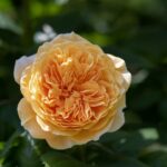 kin12 黄色い人 赤い龍 音12｜五感を意識して感じることで心が整っていく日