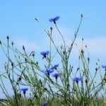 kin39 青い嵐 青い手 音13｜惚れ込んだことに没頭すると新しい方向が見える日