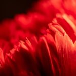 kin53 赤い空歩く人 赤い空歩く人 音1|勇気を出して行動、愛と思いやりの空間づくりをする日