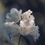 kin30 白い犬 青い手 音4｜好きなこと、やりたいことを深掘りしてみる日