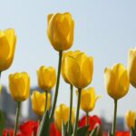 kin36 黄色い戦士 青い手 音10｜実際に動いてみて何かに挑戦する中で気づく日