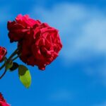 kin81 赤い龍 青い嵐 音3|困難と向き合いそこから学び楽しみに変えていく日