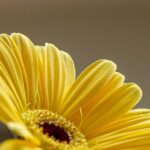 kin60 黄色い太陽 赤い空歩く人 音8｜間違いなくいるお陰様の存在を感じて感謝する日