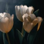 kin66 白い世界の橋渡し 白い世界の橋渡し 音1|古き自分から新しい自分になるため何かを手放す日