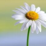 kin74 白い魔法使い 白い世界の橋渡し 音9|マイナスの想定を捨てると新しい自分になれる日