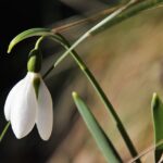 kin70 白い犬 白い世界の橋渡し 音5｜意識していることが現実になるトリプル白の日