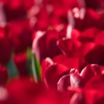 kin65 赤い蛇 赤い空歩く人 音13｜ギフトが受け取ることができる宇宙と繋がりやすい日