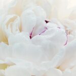 kin78 白い鏡 白い世界の橋渡し 音13|感謝して手放すとギフトが来る白がトリプルの日