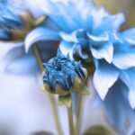 kin115 青い鷲 赤い蛇 音11｜テーマを決め自分を信じてチャレンジする黒キン10日目