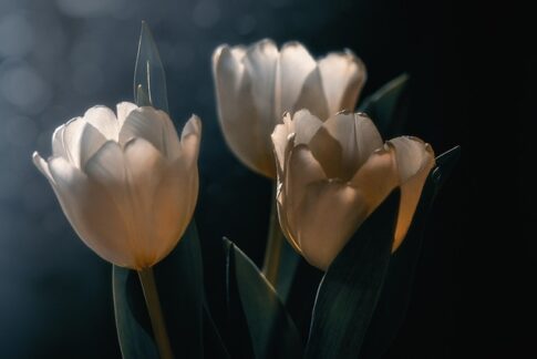 kin114 白い魔法使い 赤い蛇 音10|自分自身が納得できるやりたいことをやってみる日