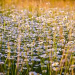 kin90 白い犬 青い嵐 音12｜自分の心が反応する方向へ正直に向かってみる日