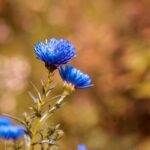 kin95 青い鷲 黄色い人 音4｜自分を信じて夢とビジョンを生きると拡張する日