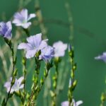 kin111 青い猿 赤い蛇 音7｜遊び心でやりたいことに集中すると宇宙につながる日