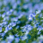 kin131 青い猿 青い猿 音1｜本当の自分の望みを封印から解放しツォルキン表の扉を開ける日