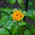 kin140 黄色い太陽 青い猿 音10｜心で思っている感謝の言葉を口に出して伝えてみる日