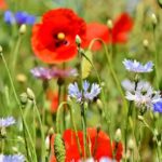 kin137 赤い地球 青い猿 音7｜絞ってプラスの思い込みで集中すると道がひらけていく日