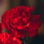 kin129 赤い月 白い鏡 音12｜宇宙と繋がりやすい4日間がスタートする日