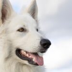 kin182 白い風 白い犬 音13|自分の気持ちを大切にすることでギフトを受け取る日