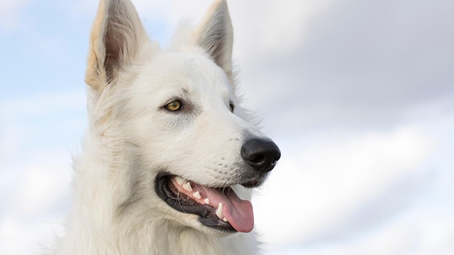 kin182 白い風 白い犬 音13｜自分の気持ちを大切にすることでギフトを受け取る日