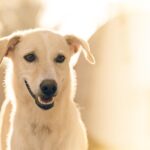 kin190 白い犬 青い夜 音8|自分の心が反応する面白そうなことをやってみる日