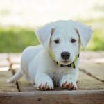 kin230 白い犬 白い風 音9|直感を働かさせてタイミングを見極める日