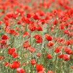 kin33 赤い空歩く人 青い手 音7|勇気を出して現場を感じていこう!